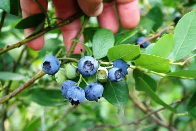 Imagen del producto 8427096780289