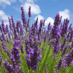 Imagen del producto 8427096780838