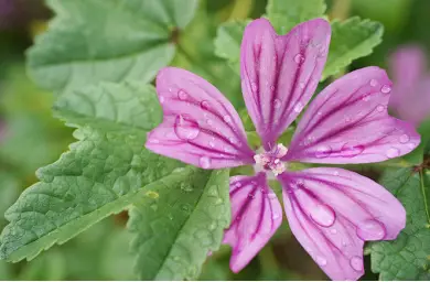 Imagen del producto 8427096781309