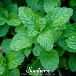 Imagen del producto 8427096781453