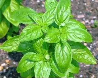 Imagen del producto 8435001010222