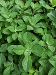 Imagen del producto 8435001010758