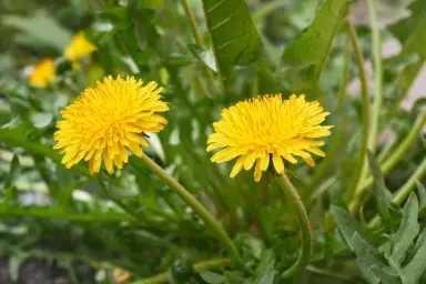 Imagen del producto 8435001011472