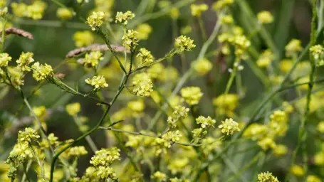 Imagen del producto 8435001011670