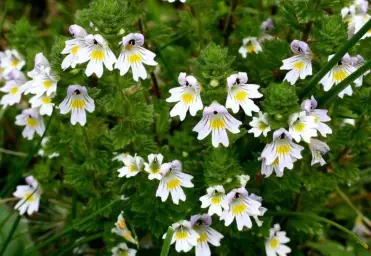 Imagen del producto 8435001011878