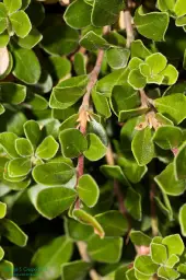 Imagen del producto 8435001012035