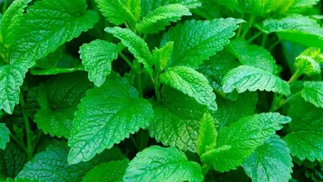 Imagen del producto 8435001013001