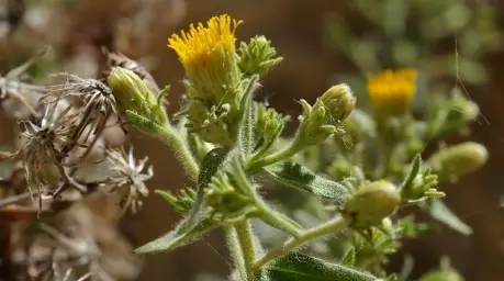 Imagen del producto 8435001014336