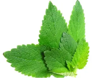 Imagen del producto 8435001015357