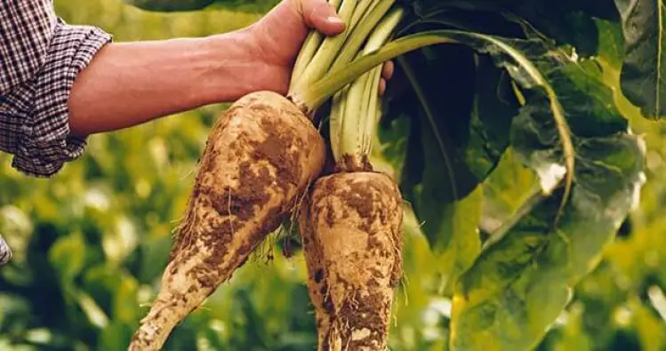 Imagen del producto 8427096780050