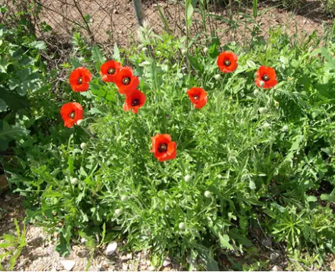 Imagen del producto 8427096780203