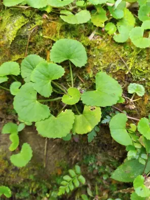 Imagen del producto 8435001011168