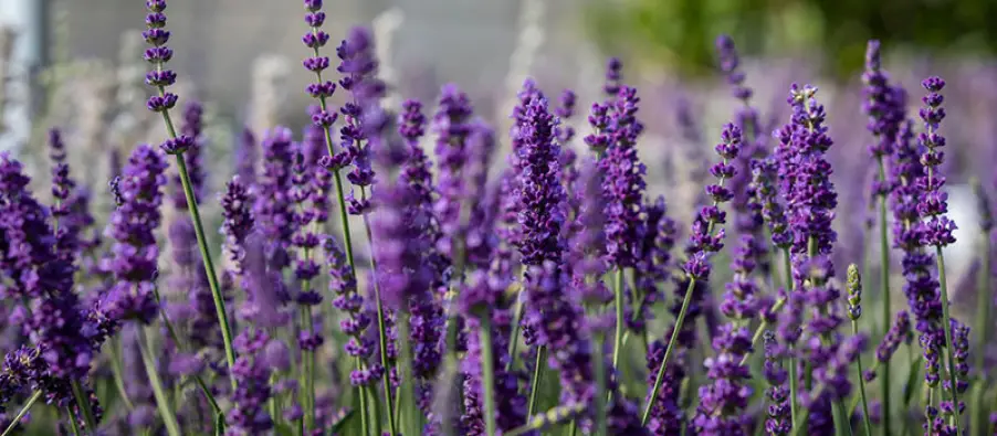 Imagen del producto 8435001011779