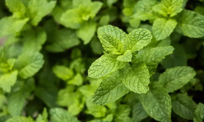 Imagen del producto 8435001013025