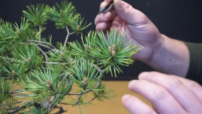 Imagen del producto 8435001013698