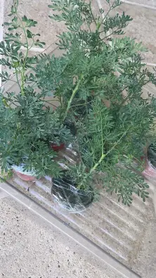 Imagen del producto 8435001013971