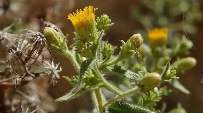 Imagen del producto 8435001014336